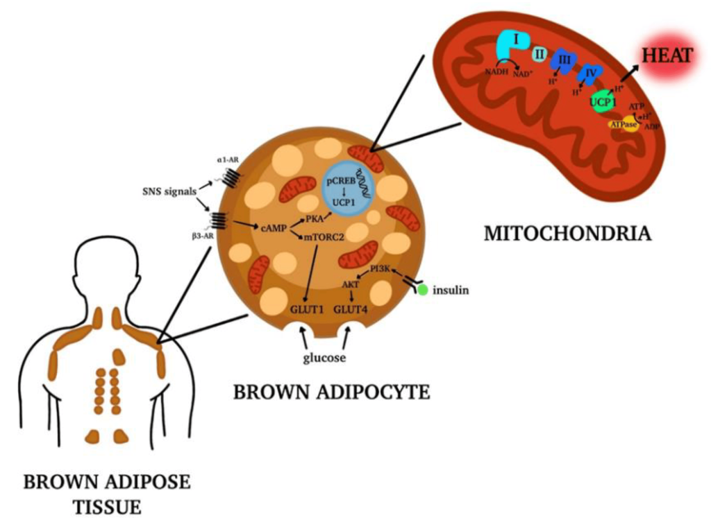 What is Brown Adipose Tissue (BAT)?