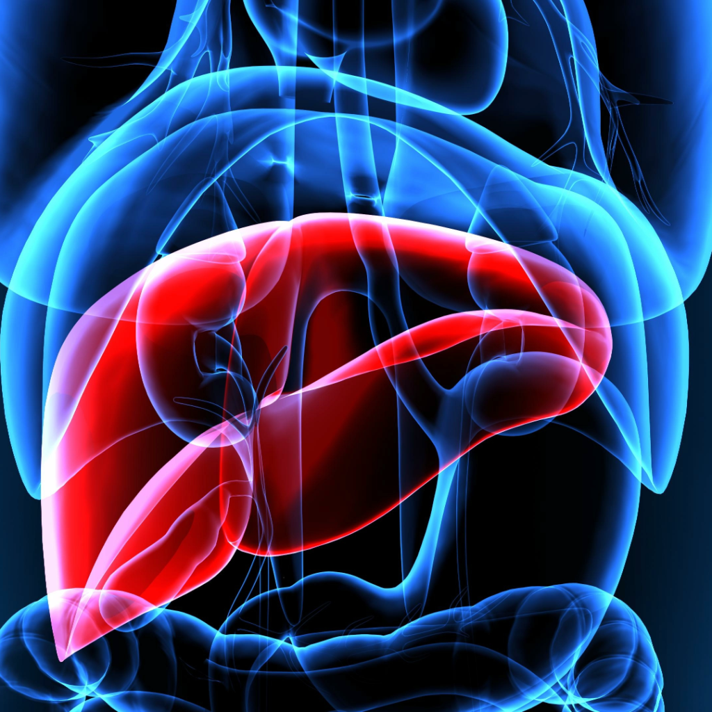 II. Foods To Benefit Liver - The Role of the Liver
