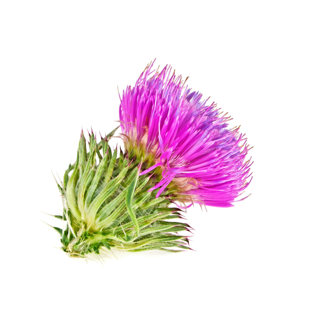 The Truth About Milk Thistle and Liver Health